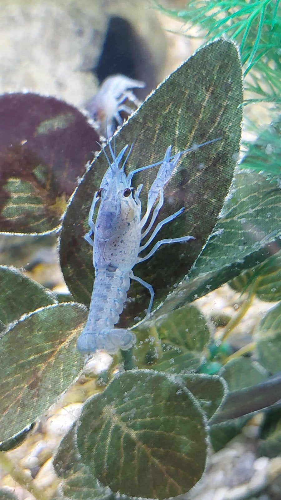 Baby blauwe florida kreeftjes€7,50 per stuk,4 voor €20, Dieren en Toebehoren, Kreeft, Krab of Garnaal, Zoetwatervis