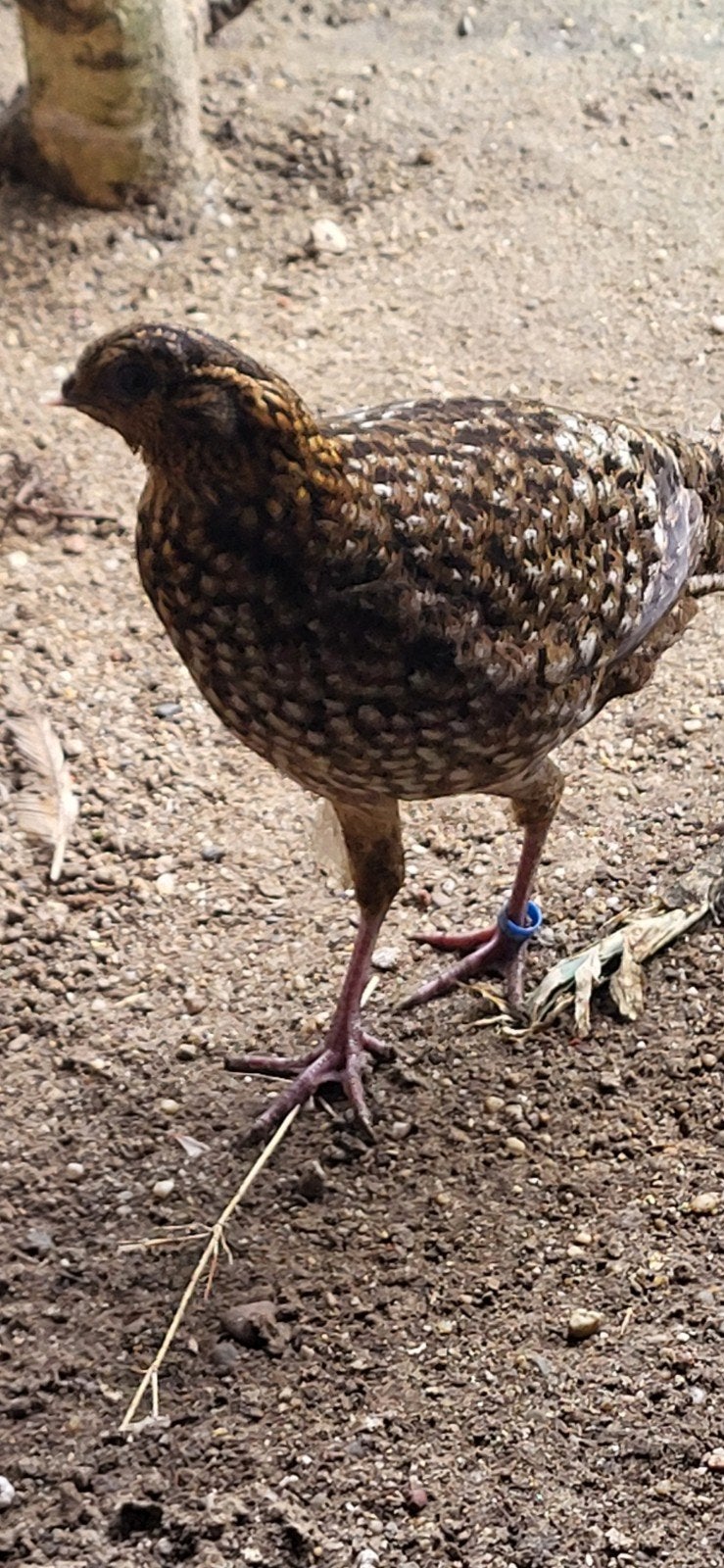 Temminck tragopaan, Dieren en Toebehoren, Vrouwelijk, Kip
