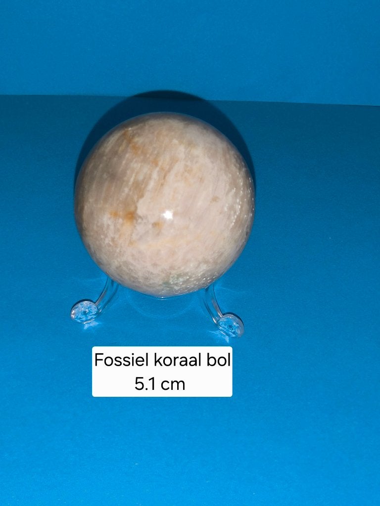 Fossjel koraal bol, Ophalen of Verzenden, Mineraal