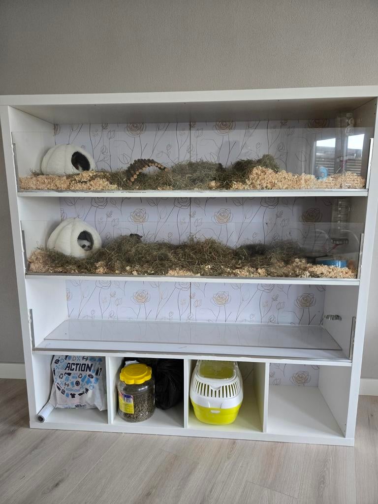 Cavia flat, Dieren en Toebehoren, Ophalen, 110 cm of meer, Nieuw, 90 cm of meer