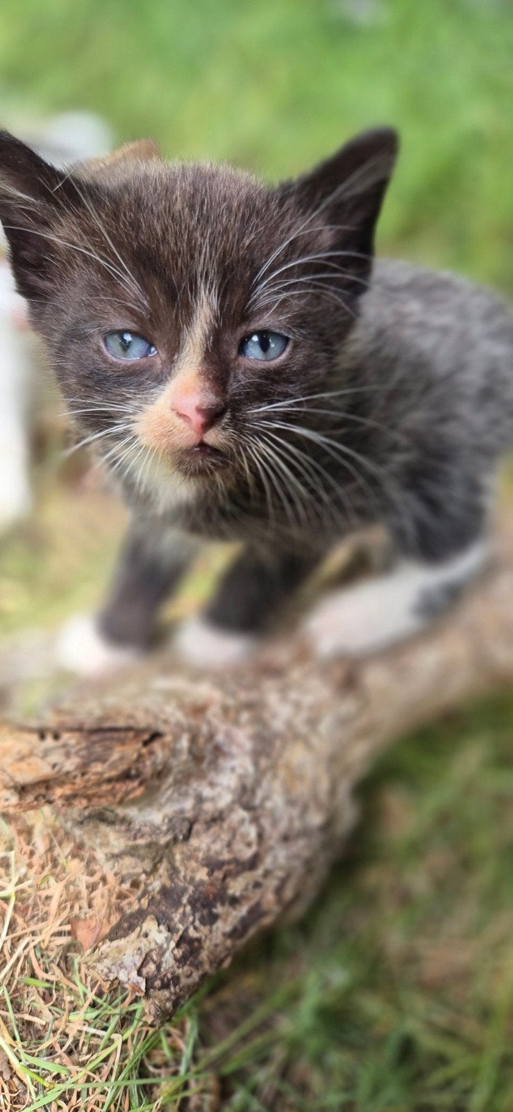 Bijzonder mooie boerderij kittens, Dieren en Toebehoren, Poes
