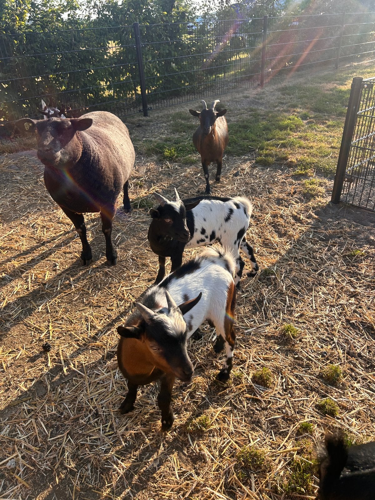 Dwerg bokjes, Dieren en Toebehoren, Mannelijk, Geit