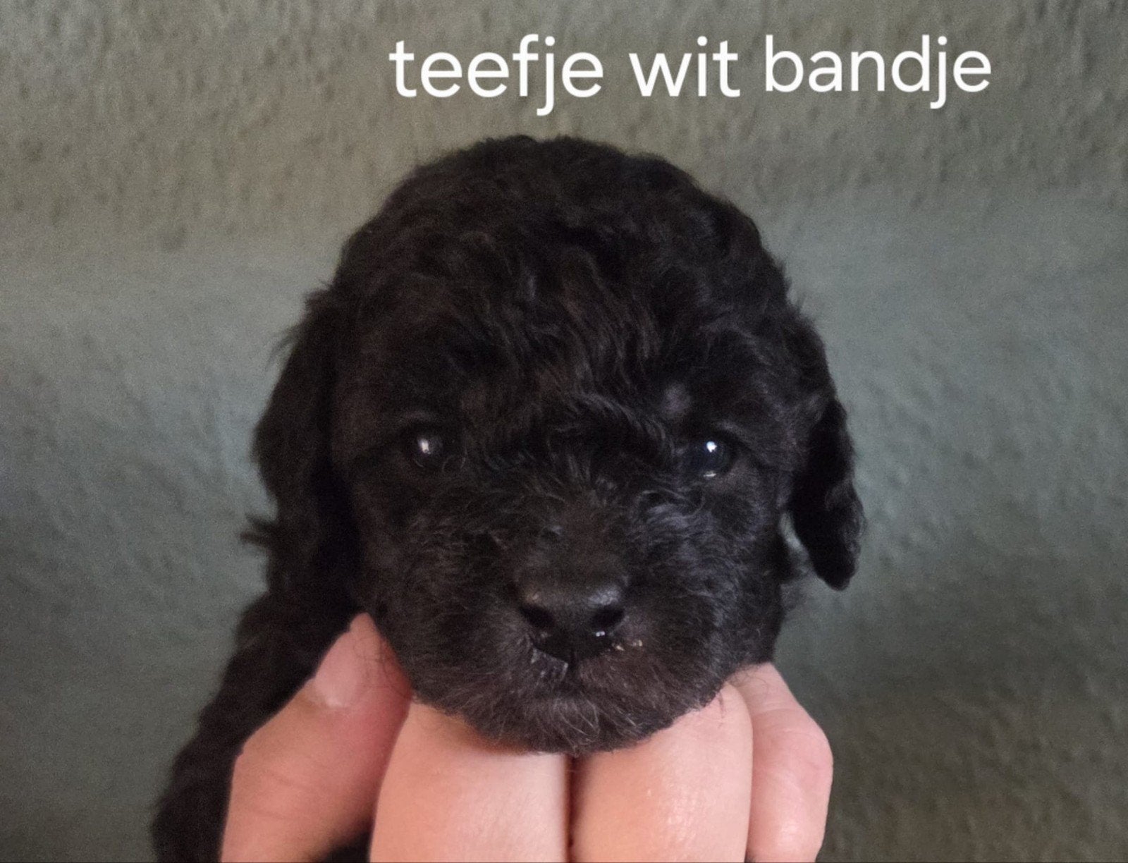 Zeer mooie dwergpoedel pups, Poedel, Parvo, 8 tot 15 weken, Meerdere