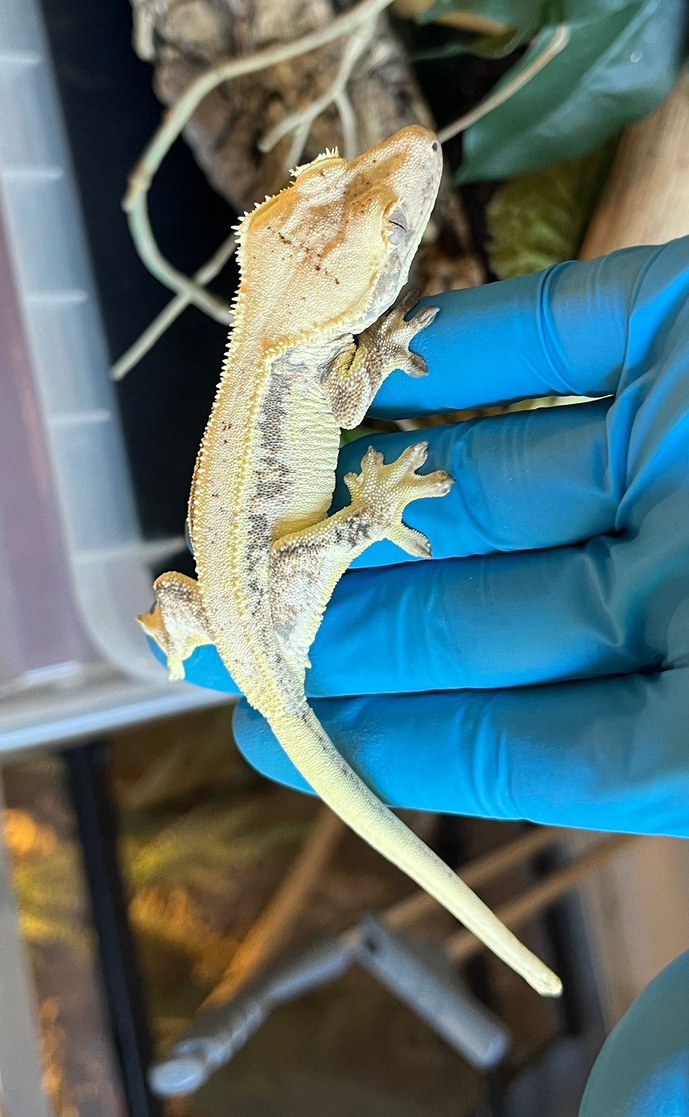 0.1 Extreem White tricolor Lilly white wimpergekko Crested Gecko photo 3