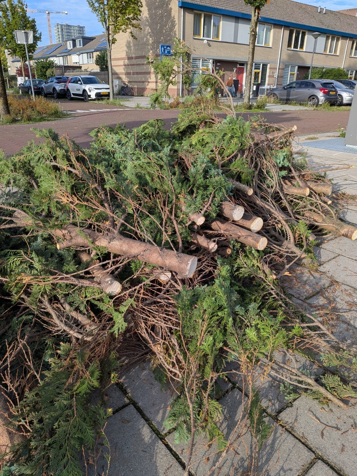 Gratis Hout, Tuin en Terras, Ophalen, Halfschaduw, Overige soorten, 100 tot 250 cm