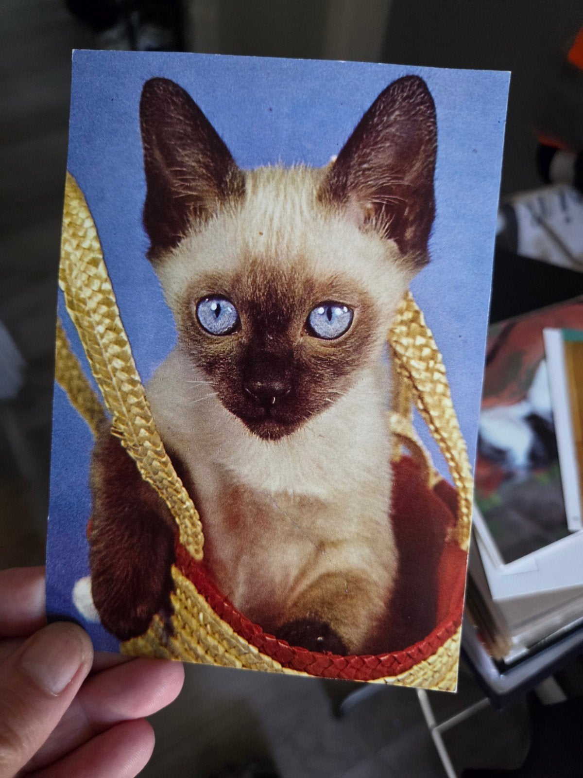 Ansichtkaart Siamese kitten in mandje, Ophalen of Verzenden