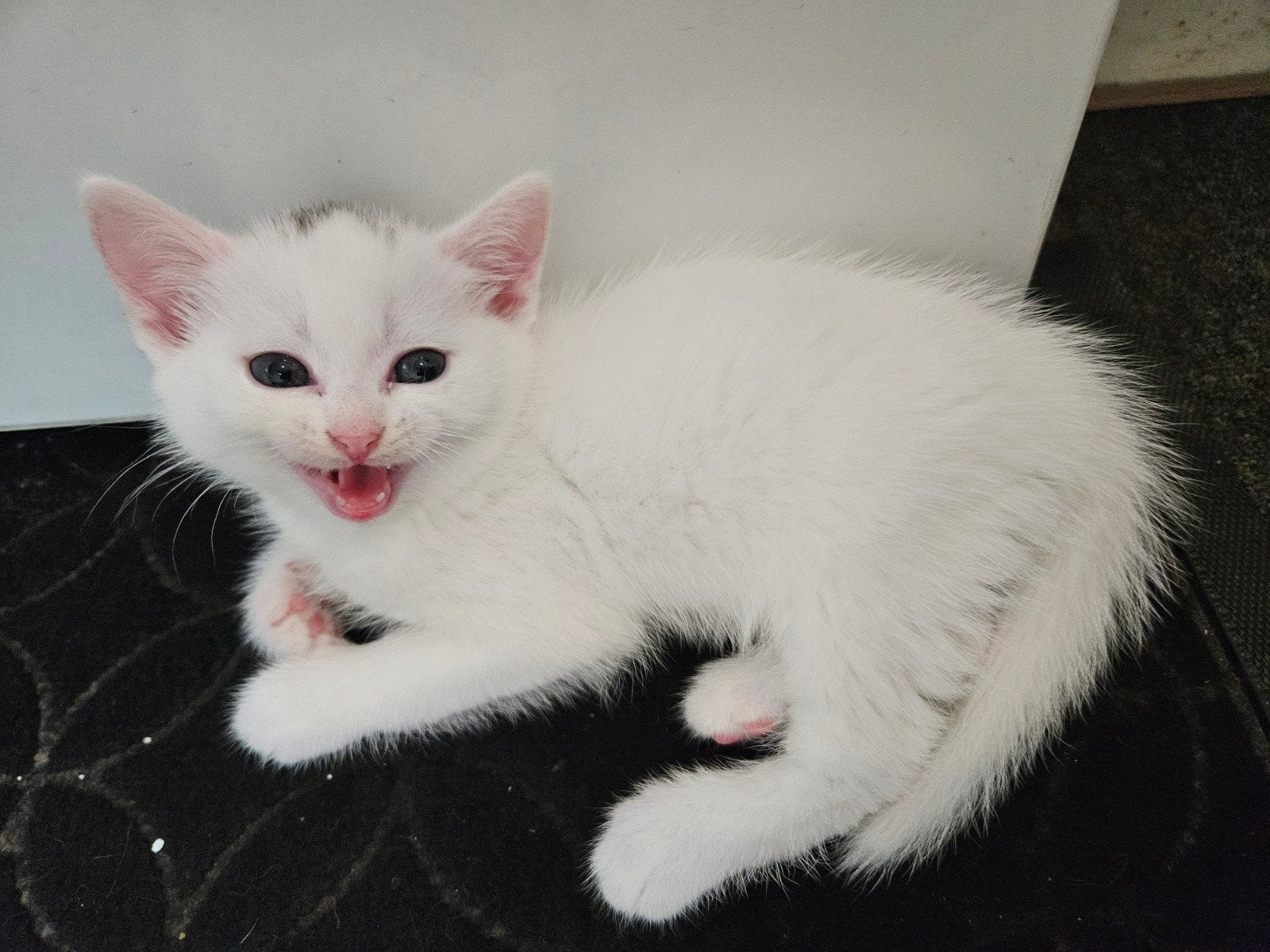 kittens, Meerdere dieren