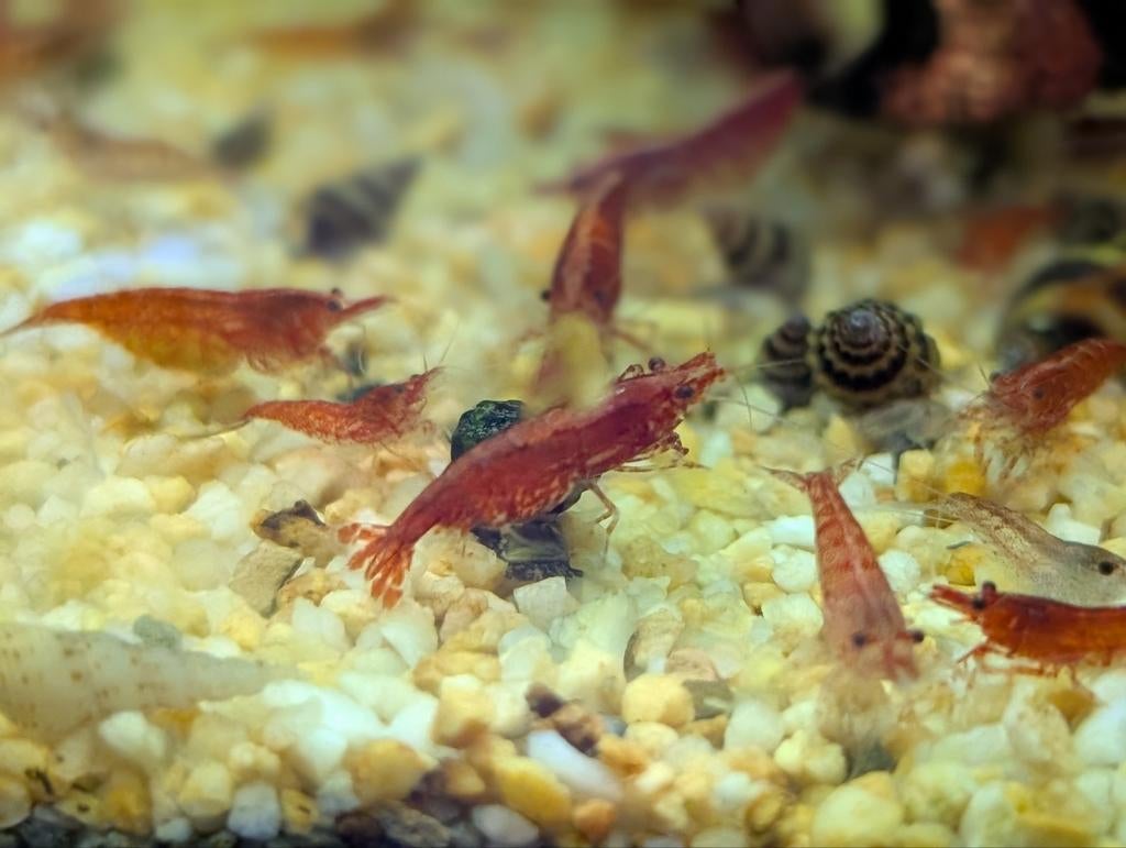 Vuurgarnalen Neo caridina, Kreeft, Krab of Garnaal