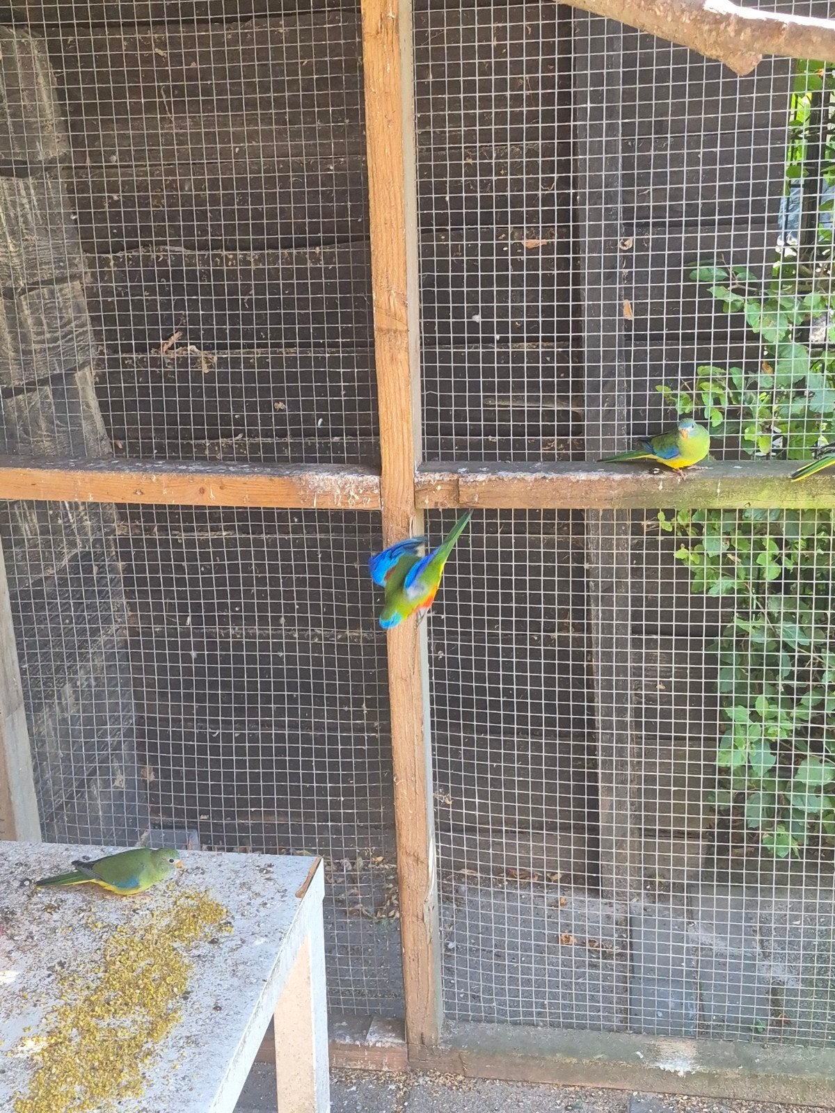 turquoisine parkieten, Dieren en Toebehoren, Meerdere dieren, Parkiet