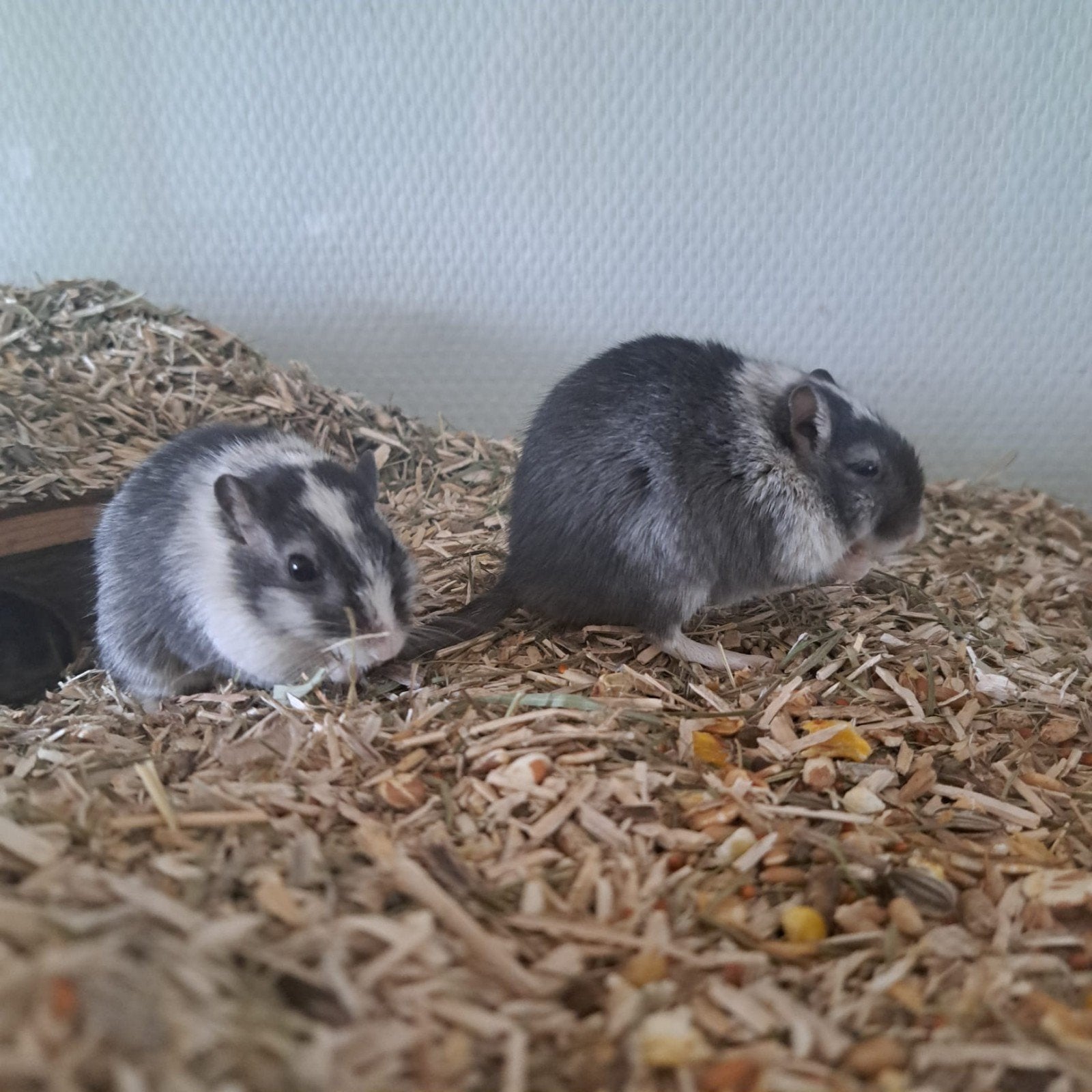 gerbil mannentjes, Dieren en Toebehoren, Mei, Mannelijk, Overige typen