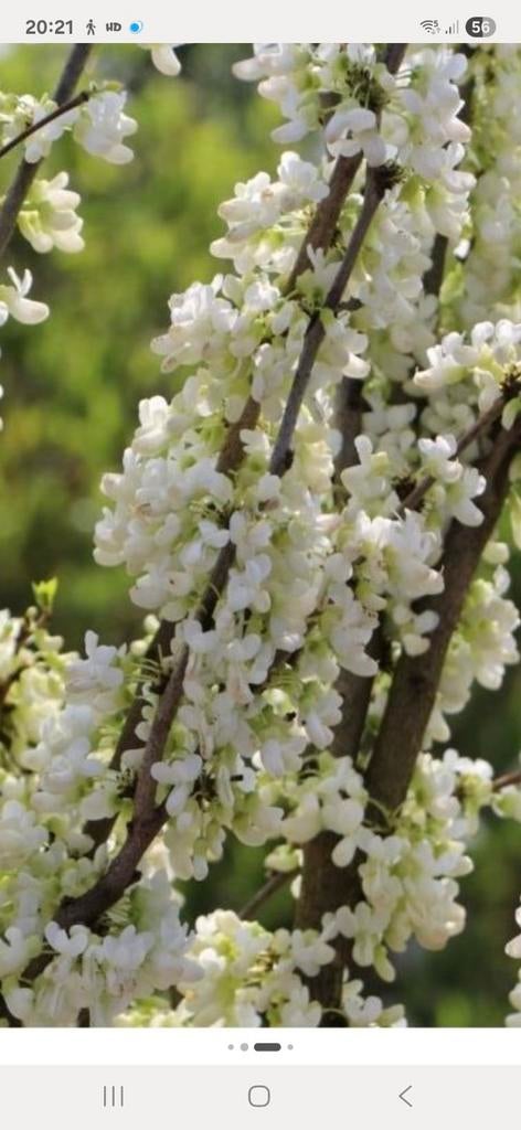 meerstammige judasboom cercis canadensis shirobana, Tuin en Terras, Planten | Bomen, Overige soorten, Lente, Ophalen, Volle zon