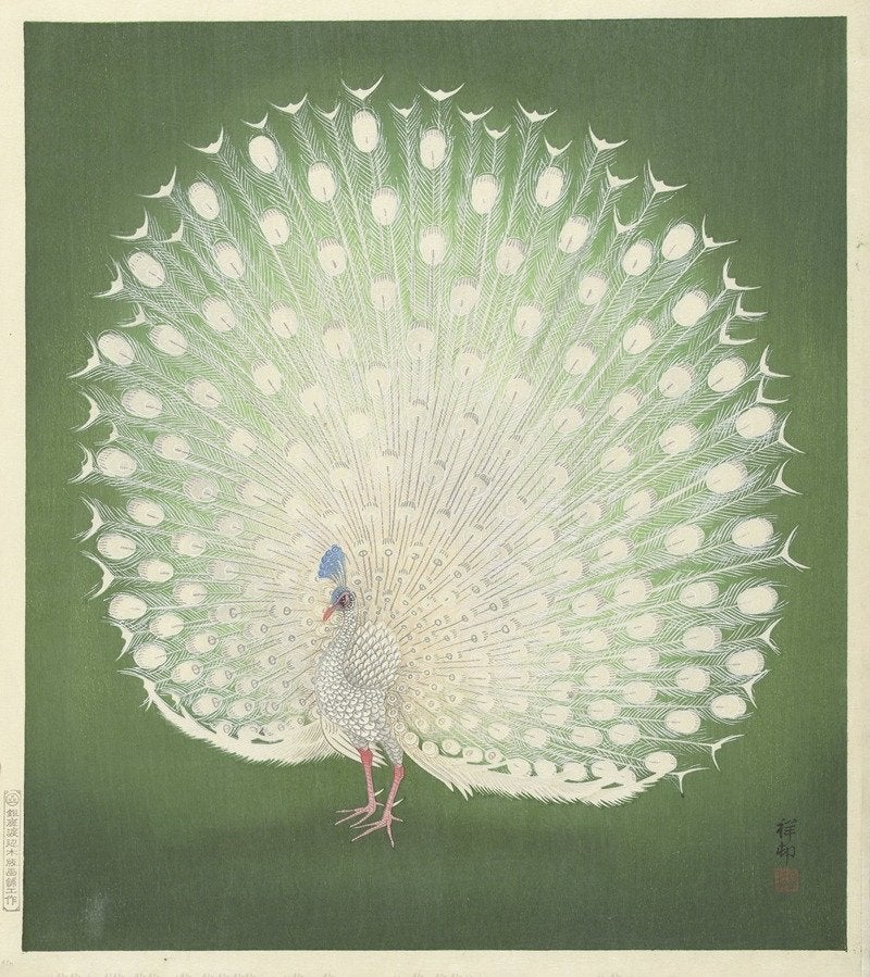 Pauw van Ohara Koson - Peacock (1925-1936) - Poster, Deurposter of groter, Vierkant, Nieuw, Ophalen of Verzenden