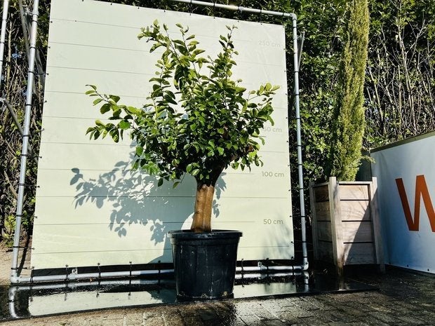 Limoenboom - Citrusboom - stamomvang 30-40 cm, 100 tot 250 cm, Zomer, Volle zon, In pot