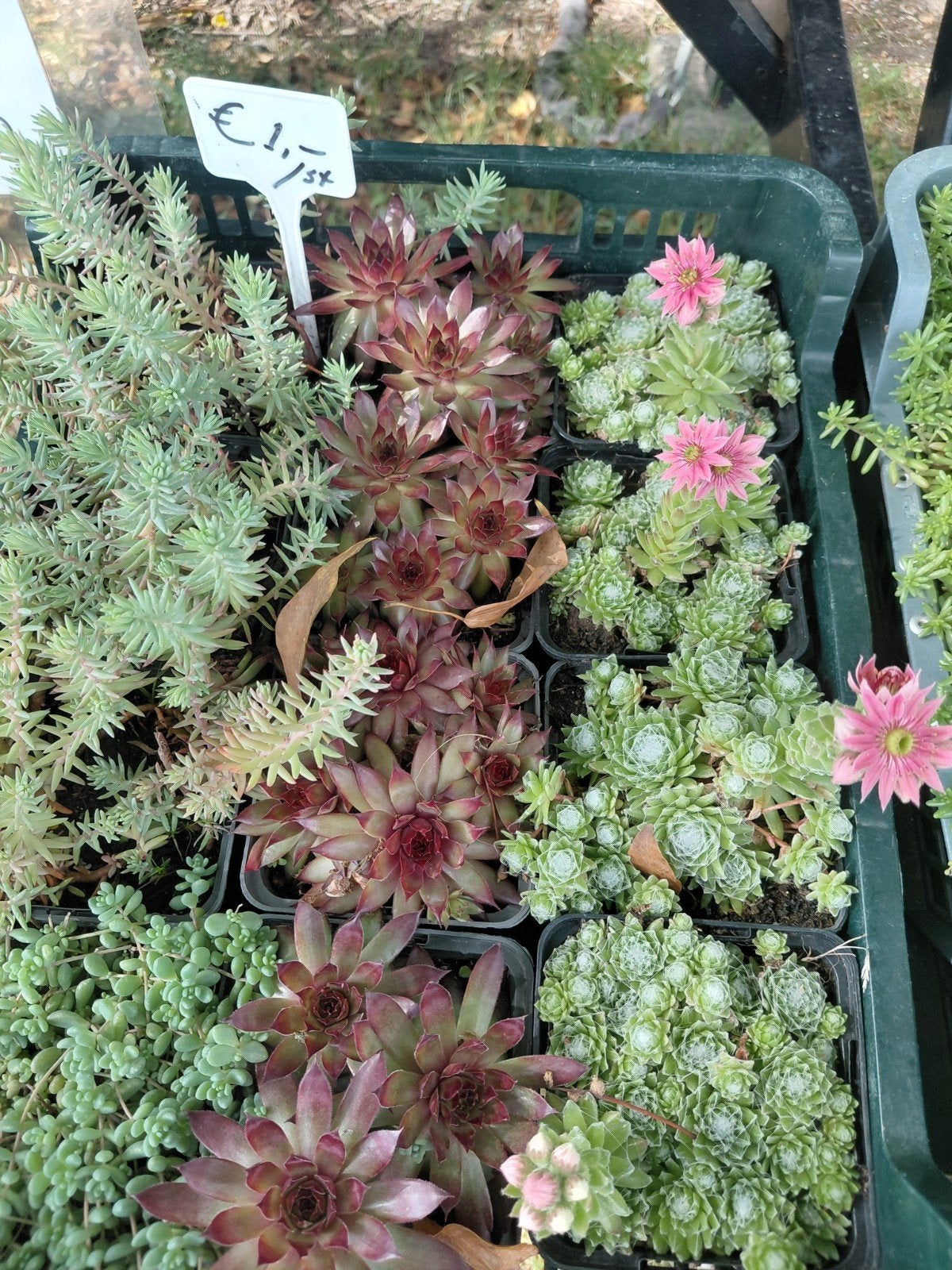 Sedum, Ophalen, Bodembedekkers, Volle zon