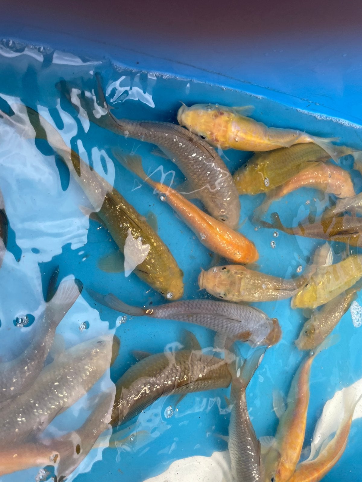 mooie chagoi karashigoi ochiba saragoi, Dieren en Toebehoren, Vissen | Vijvervissen, Karper of Koi