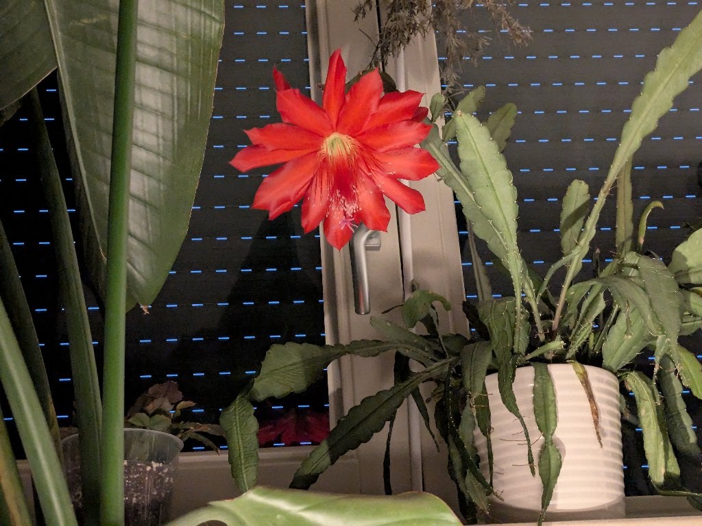Epiphyllum Ackermannii
 stekjes, Ophalen of Verzenden, Halfschaduw, Minder dan 100 cm
