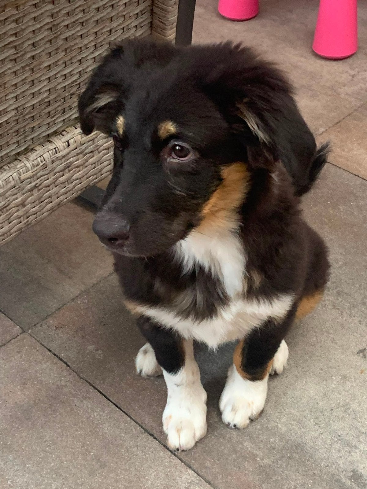 Australian sheperd pup, Dieren en Toebehoren, Honden | Herdershonden en Veedrijvers, Reu, 8 tot 15 weken, Parvo, Eén hond