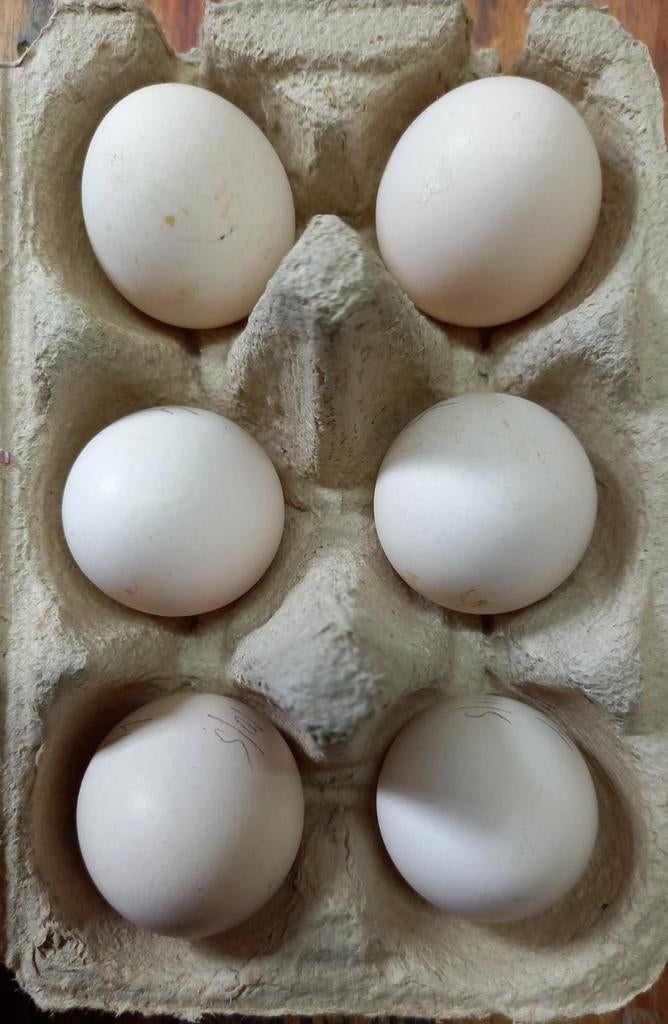 Broedeieren Java kriel zwart, Dieren en Toebehoren, Geslacht onbekend, Kip