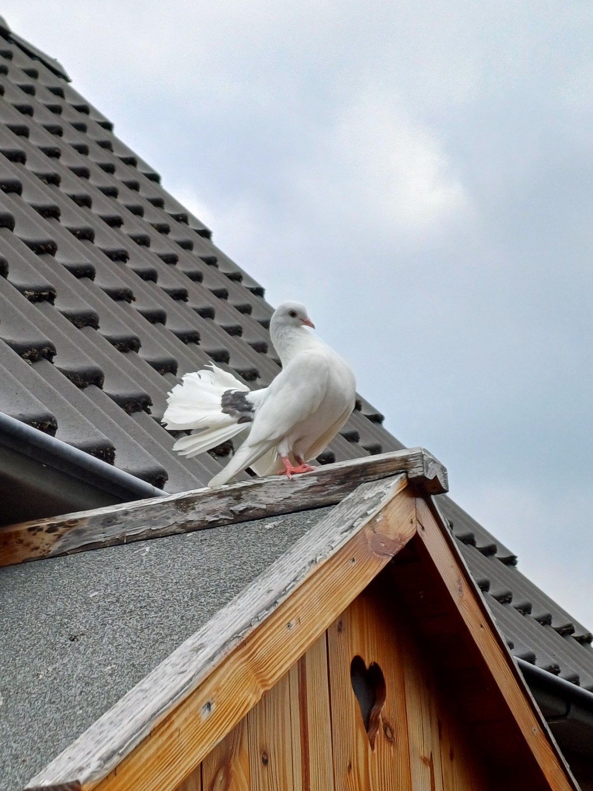 Pauwstaartduiven, Mannelijk