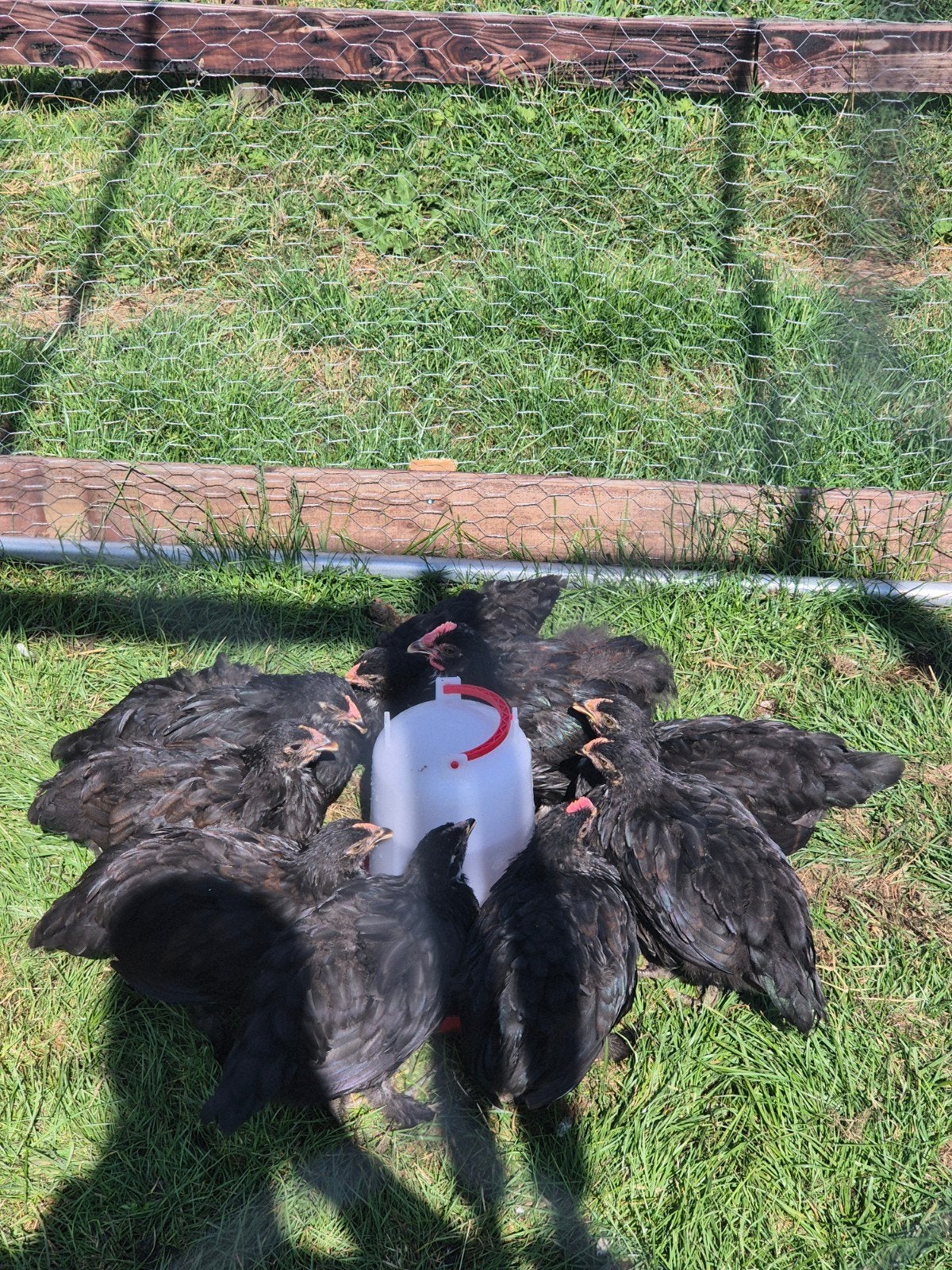 Raszuivere koperhals marans, Dieren en Toebehoren, Pluimvee, Kip, Meerdere dieren