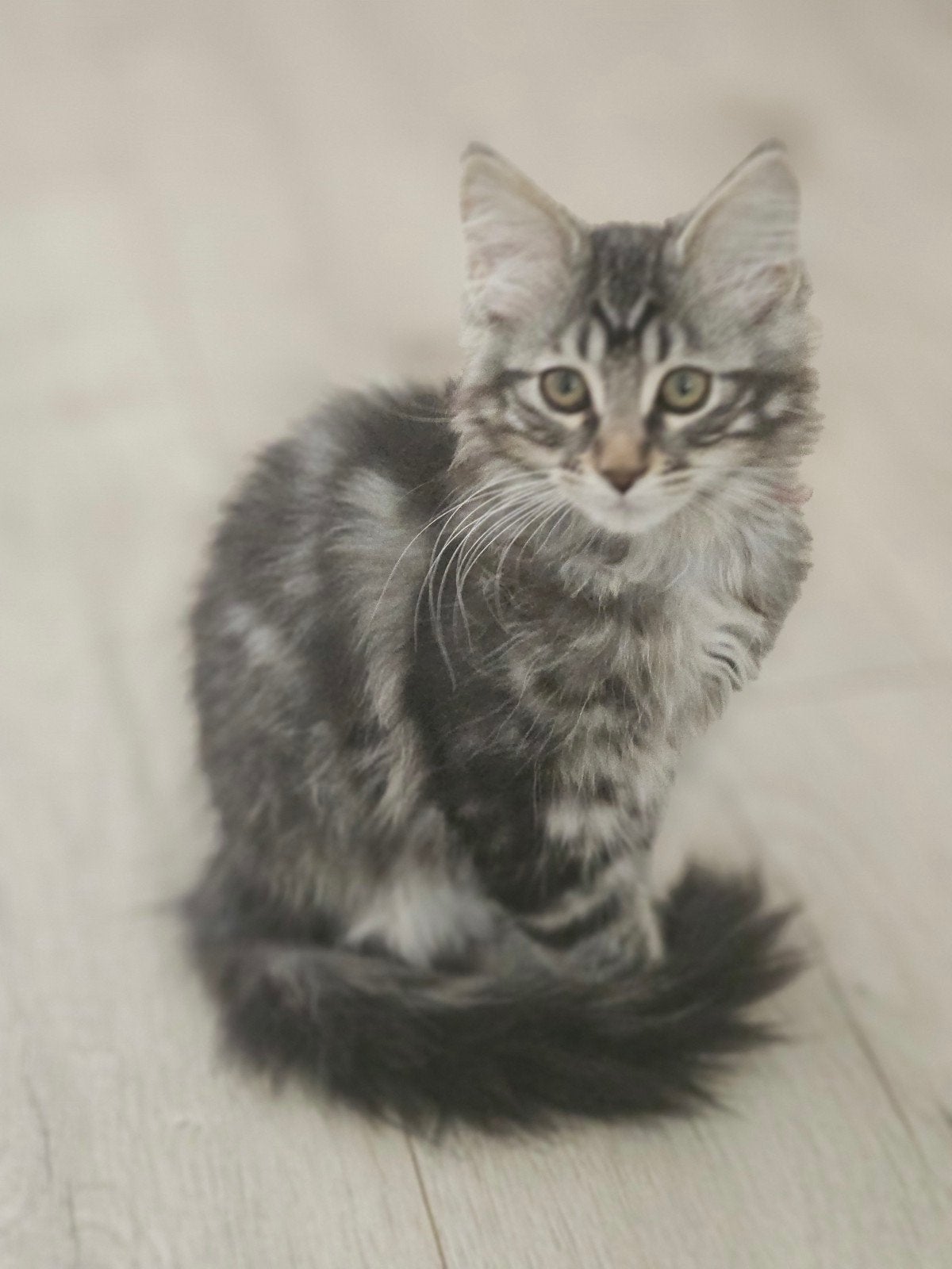 3/4 mainecoon kittens, Meerdere dieren, Gechipt, 0 tot 2 jaar