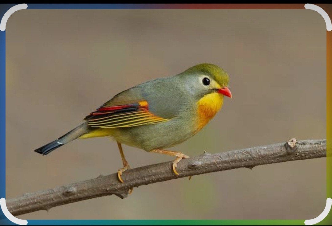 Gezocht Koppel Japanse Nachtegaal, Dieren en Toebehoren, Vogels | Overige Vogels