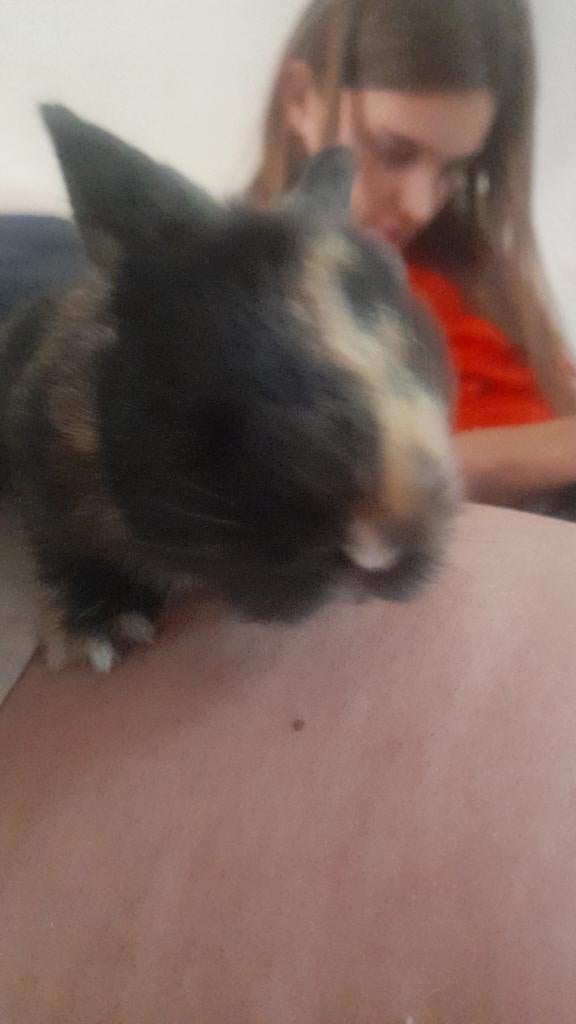 Baby konijntjes, Meerdere dieren