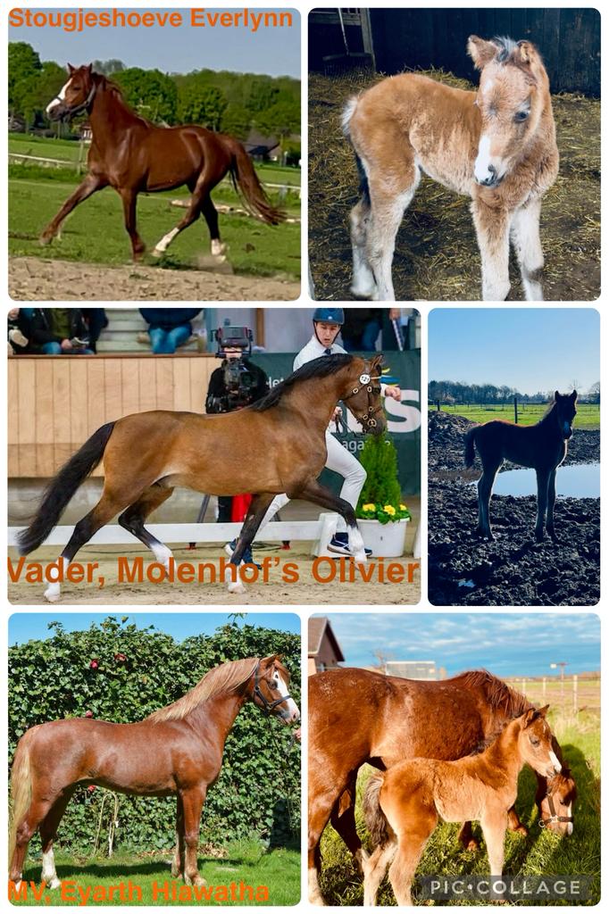 Welsh B-veulen uit kampioens stam., Minder dan 160 cm, Met stamboom, Niet van toepassing, Dressuurpaard