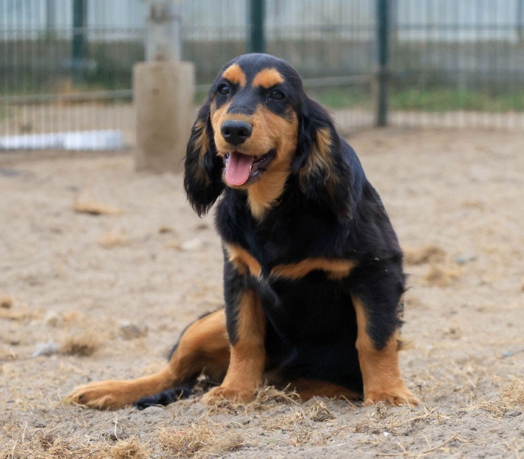 Drie leuke Cocker Spaniel-kruising pups – direct beschikbaar, Dieren en Toebehoren, CDV (hondenziekte), 8 tot 15 weken, Meerdere