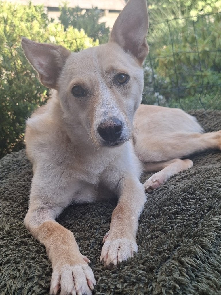 Natasja zeer lief teefje, Particulier, 1 tot 2 jaar, Buitenland, Teef
