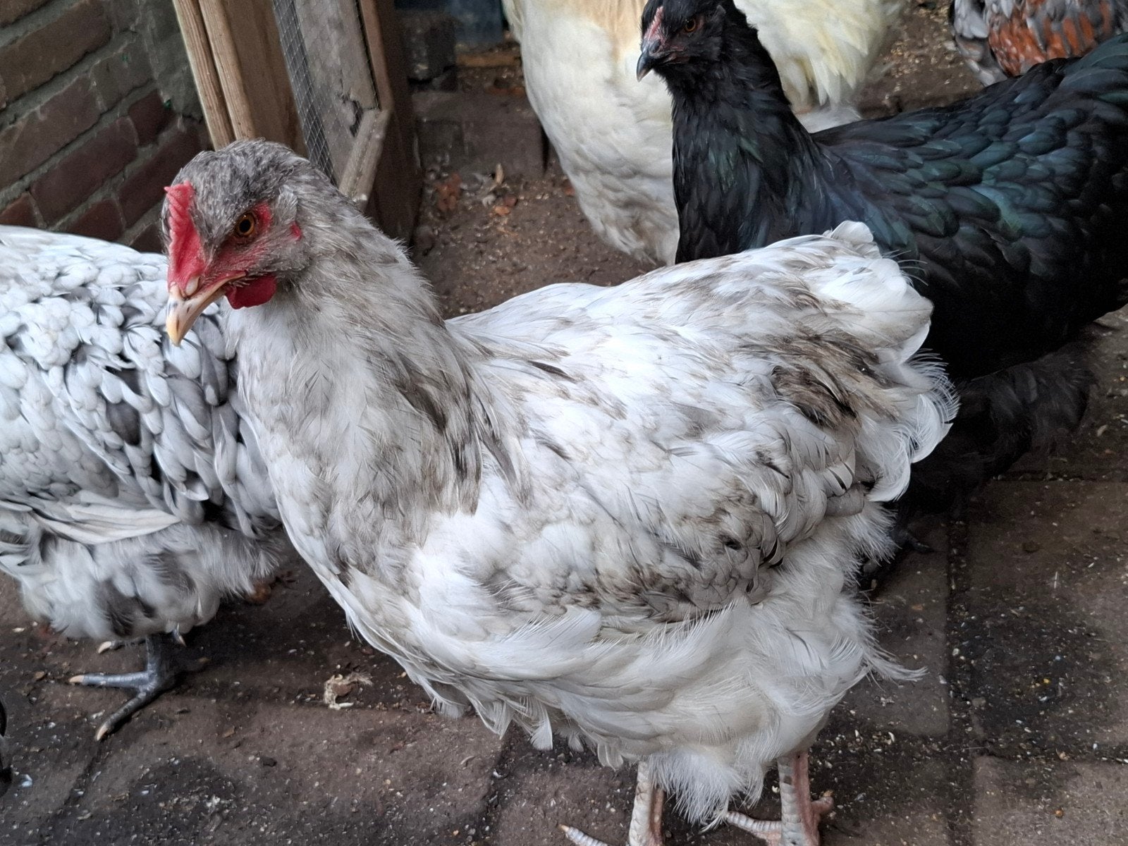 3 Orpington Hanen, Mannelijk, Kip