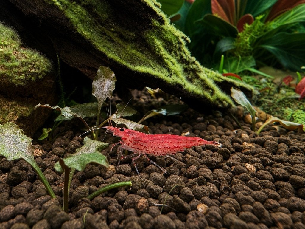 Japonica Garnaal Sunset Red -Super Algenetende Garnaal, Kreeft, Krab of Garnaal, Zoetwatervis