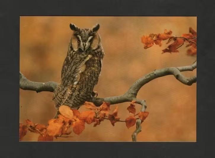 Ransuil op een Tak Herfst Asio Otus Waldohreule., Ophalen of Verzenden, 1980 tot heden, Ongelopen, Vogel