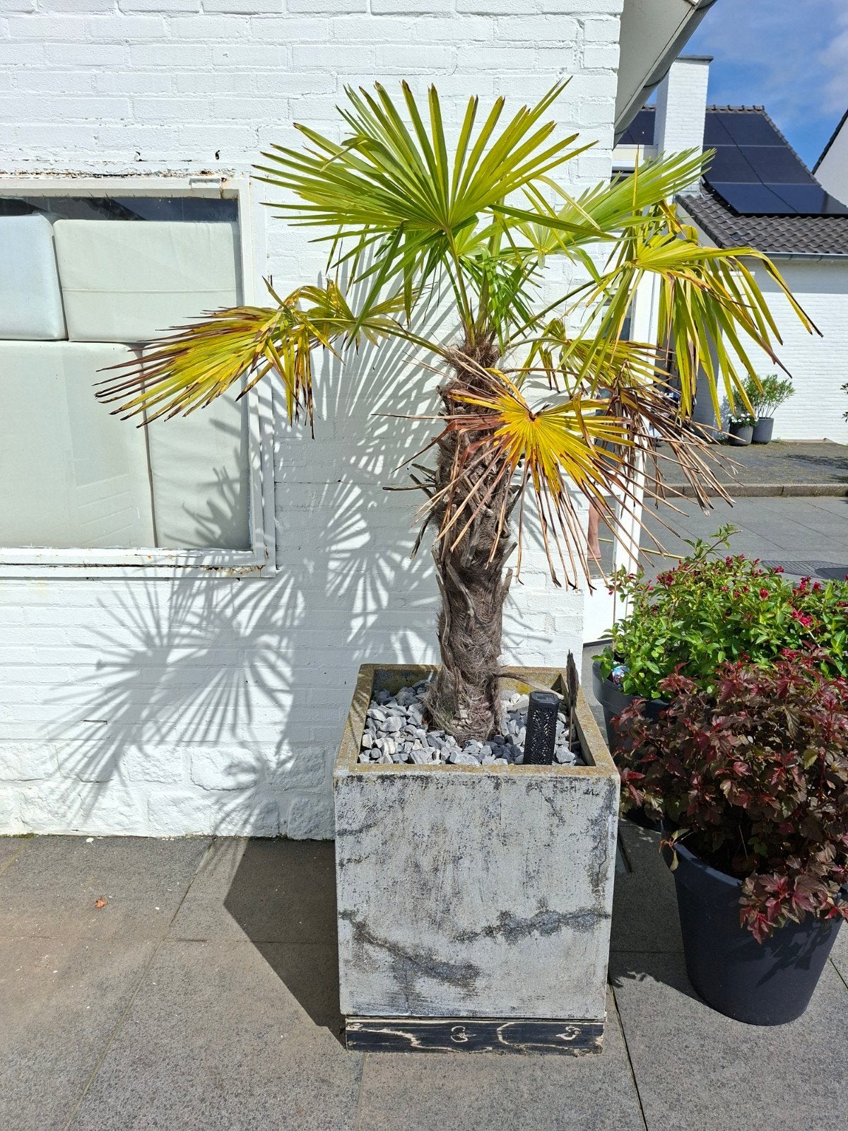Mooie palm in pot  te koop, Tuin en Terras, Planten | Bomen, Bloeit niet, Ophalen of Verzenden, 100 tot 250 cm, Palmboom
