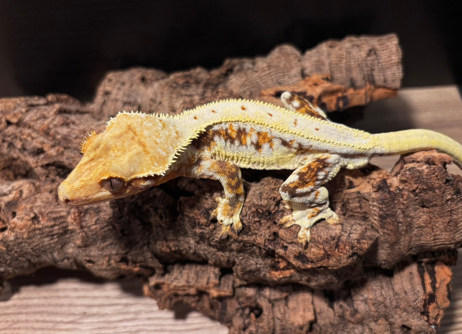 Wimpergekko man LW, Dieren en Toebehoren, Hagedis, 0 tot 2 jaar