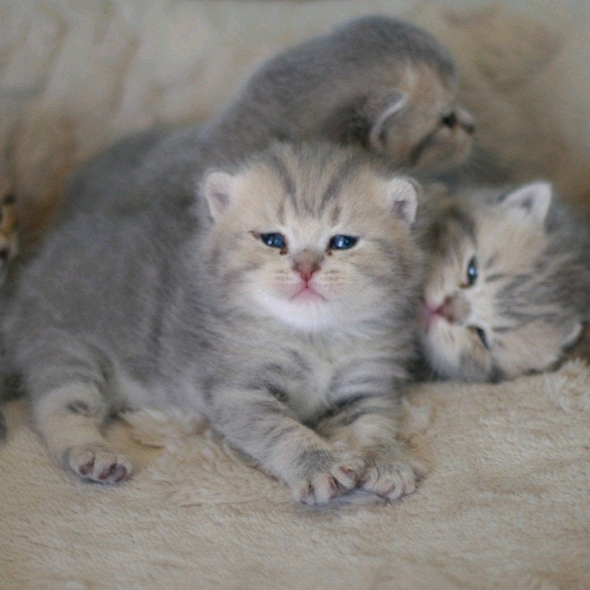 Brits korthaar kittens uit golden lijnen met stamboom, Dieren en Toebehoren, Katten en Kittens | Raskatten | Korthaar, Meerdere dieren