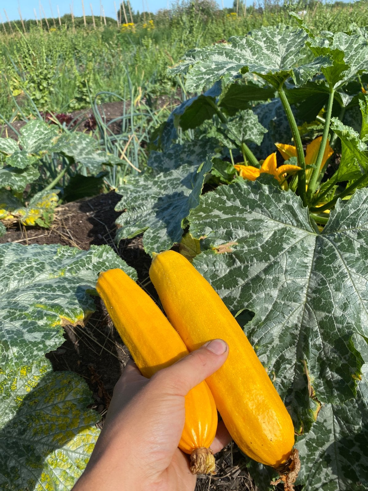 Moestuin, Ophalen, Volle zon