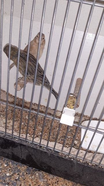kanaries te koop, Meerdere dieren, Kleurkanarie