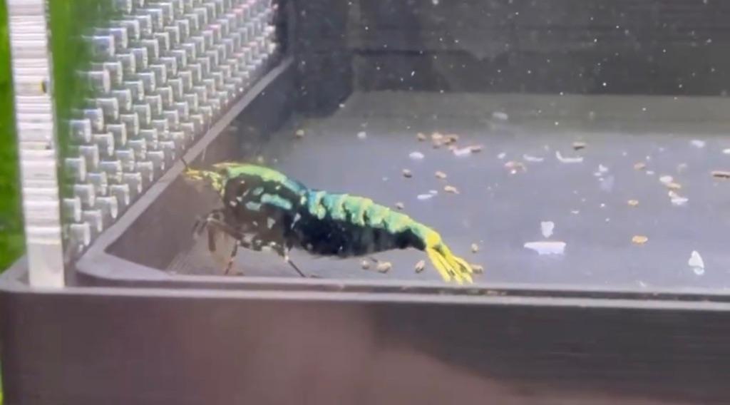 Wicked stardust/snoeflake/boa garnaal (Caridina), Kreeft, Krab of Garnaal, Zoetwatervis