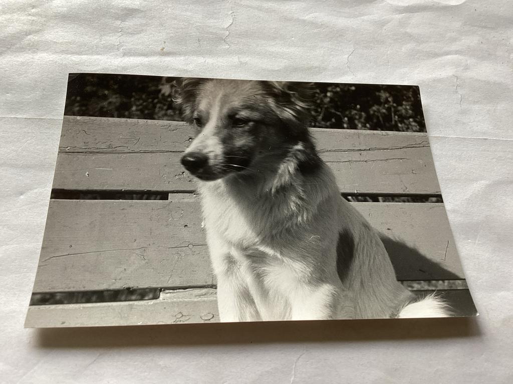 Delft foto van hond op bankje, D.J. Braggaar, Gebruikt, Foto, Ophalen of Verzenden, Voor 1940