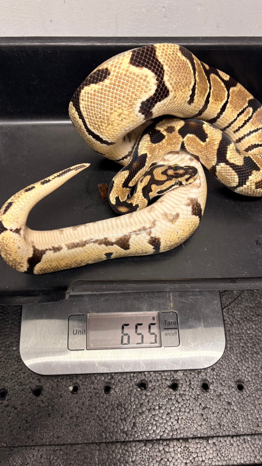 Spotnose orange dream 100% het clown ball python Ball Python photo 4