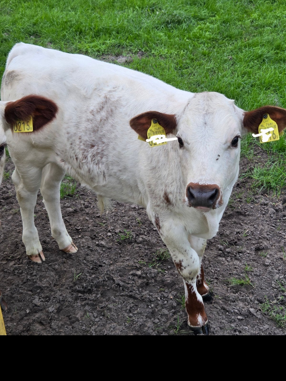 Te koop Dubbel streeprug stiertje, Dieren en Toebehoren, Mannelijk, 0 tot 2 jaar