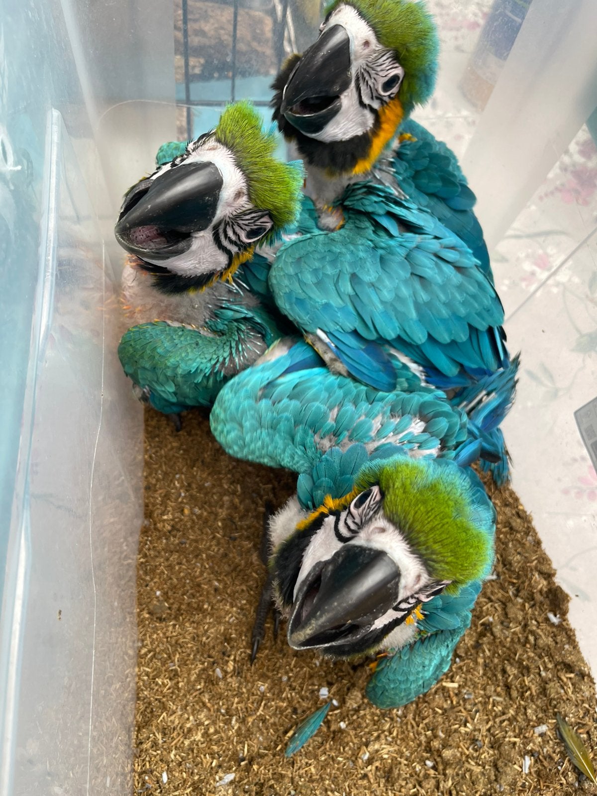 Te reserveren tamme blauwgele ara, Dieren en Toebehoren, Geslacht onbekend, Papegaai