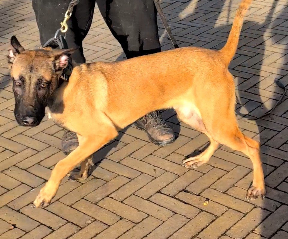 Mechelse herder reu 1 jr oud, Dieren en Toebehoren, Honden | Herdershonden en Veedrijvers, Nederland, Reu, 1 tot 2 jaar, Parvo