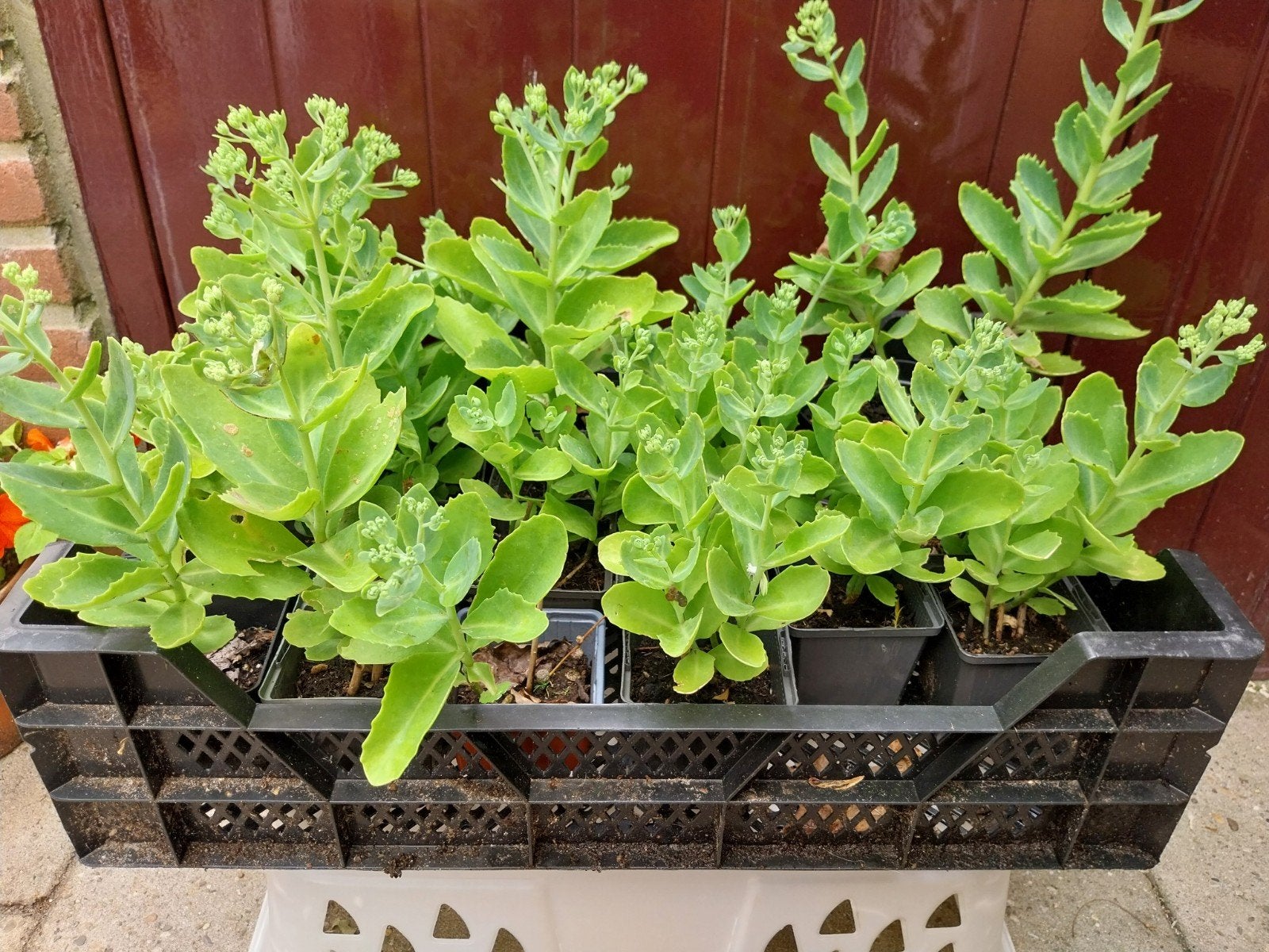 Cedum, hemelsleutel, rose, Tuin en Terras, Planten | Tuinplanten, Ophalen, Overige soorten, Volle zon