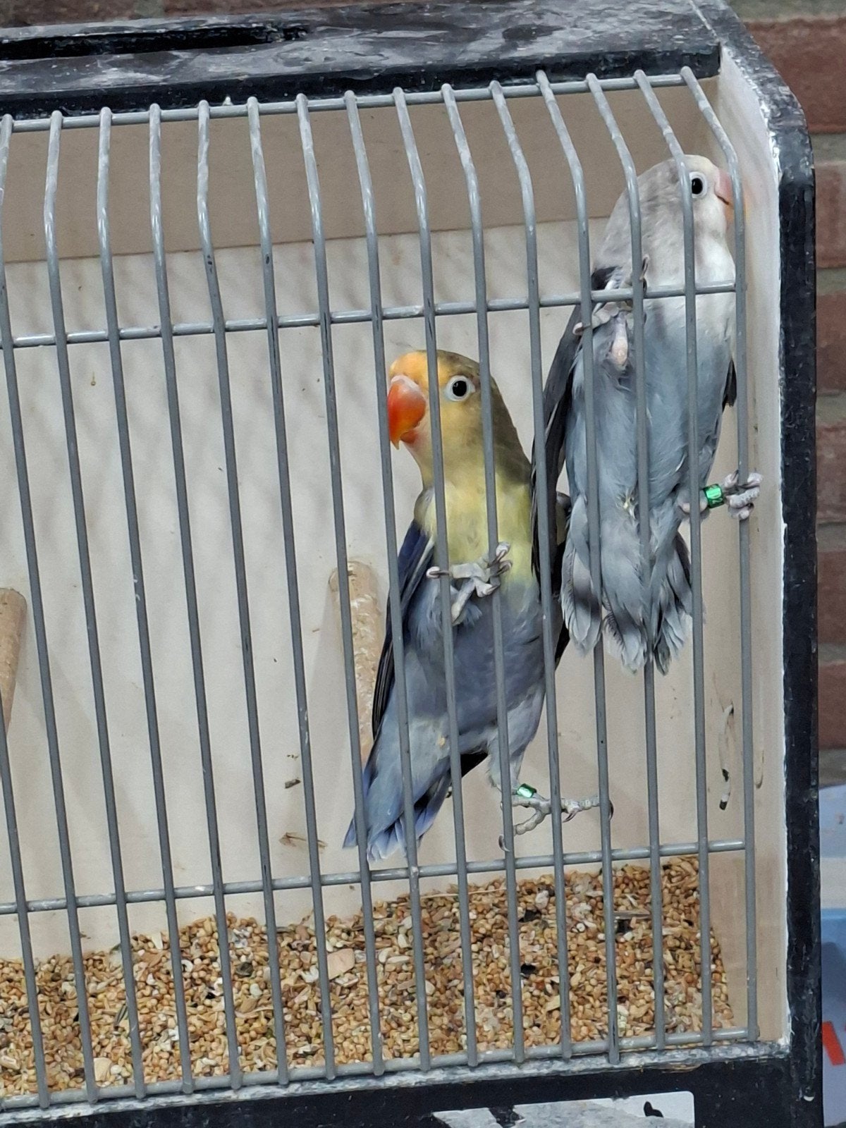 Mooi koppel ficheries, Meerdere dieren, Parkiet