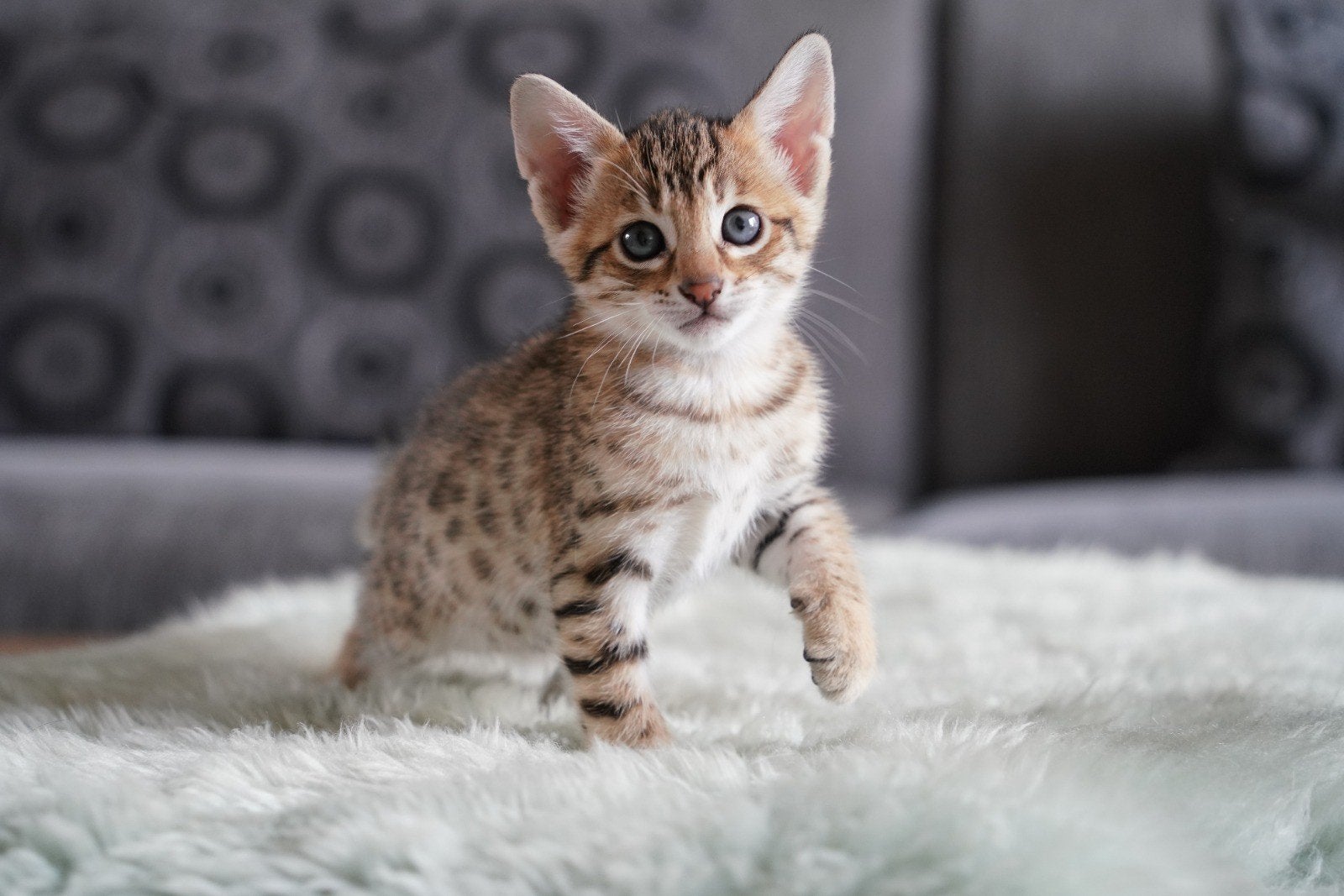 Prachtige F6 SBT Savannah poesjes beschikbaar, Poes, Met stamboom, 0 tot 2 jaar