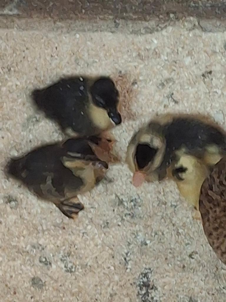 Kwaker eendenkuikentjes te koop.  5 dagen oud!, Dieren en Toebehoren, Pluimvee, Geslacht onbekend, Eend