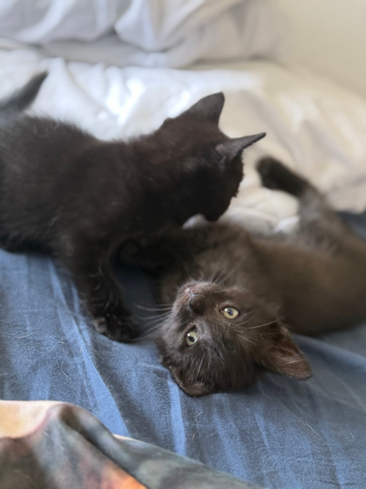 Kittens, Dieren en Toebehoren, Katten en Kittens | Overige Katten, Meerdere dieren, Kortharig, 0 tot 2 jaar
