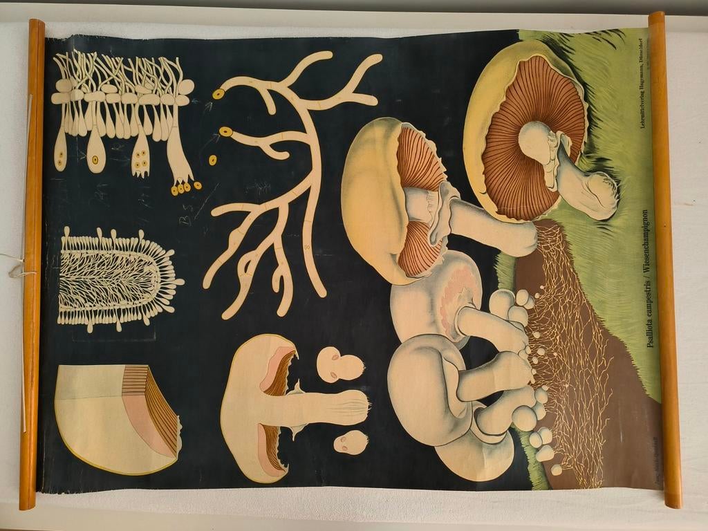 Vintage schoolplaat – Champignon / schimmel (Jung-Koch-Quent, Ophalen